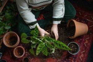 person repotting plants