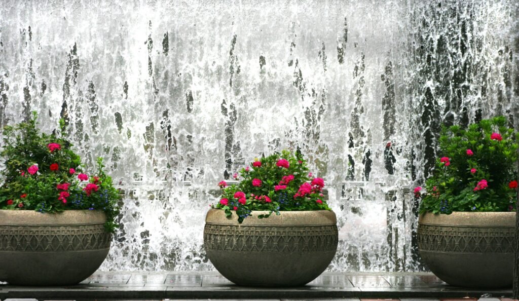 pink flowers in grey pots against a wall