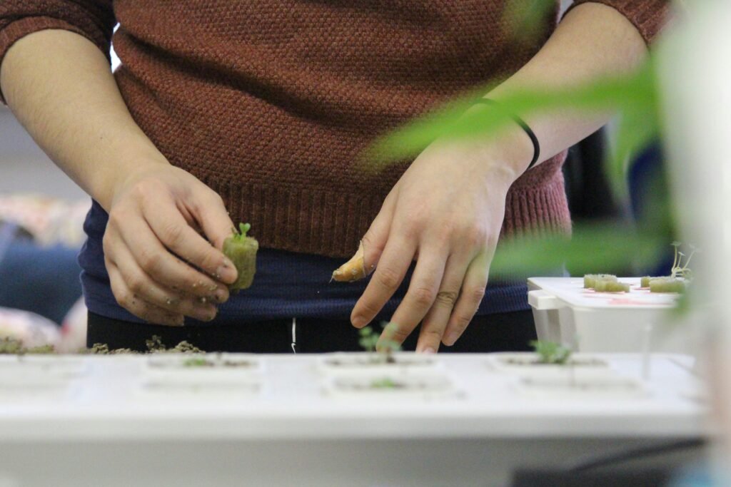 woman's hands with hydroponic plant seedlings 