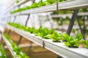 small plants in rows of hydroponic containers