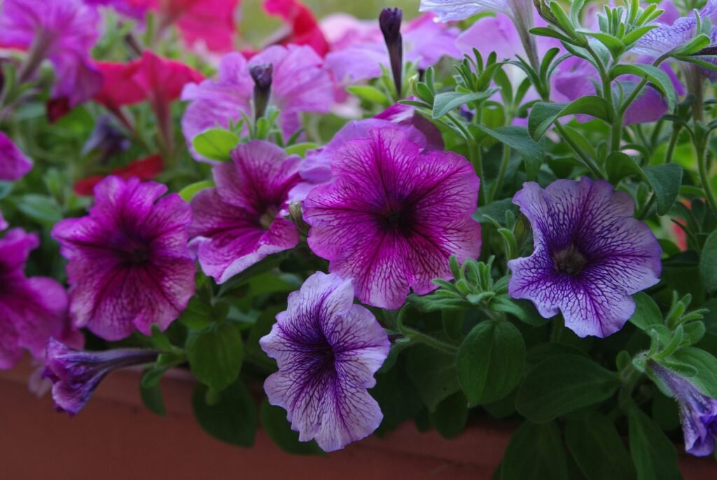 colorful balcony garden plant