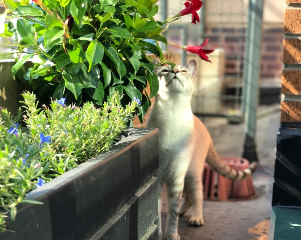 balcony garden plants