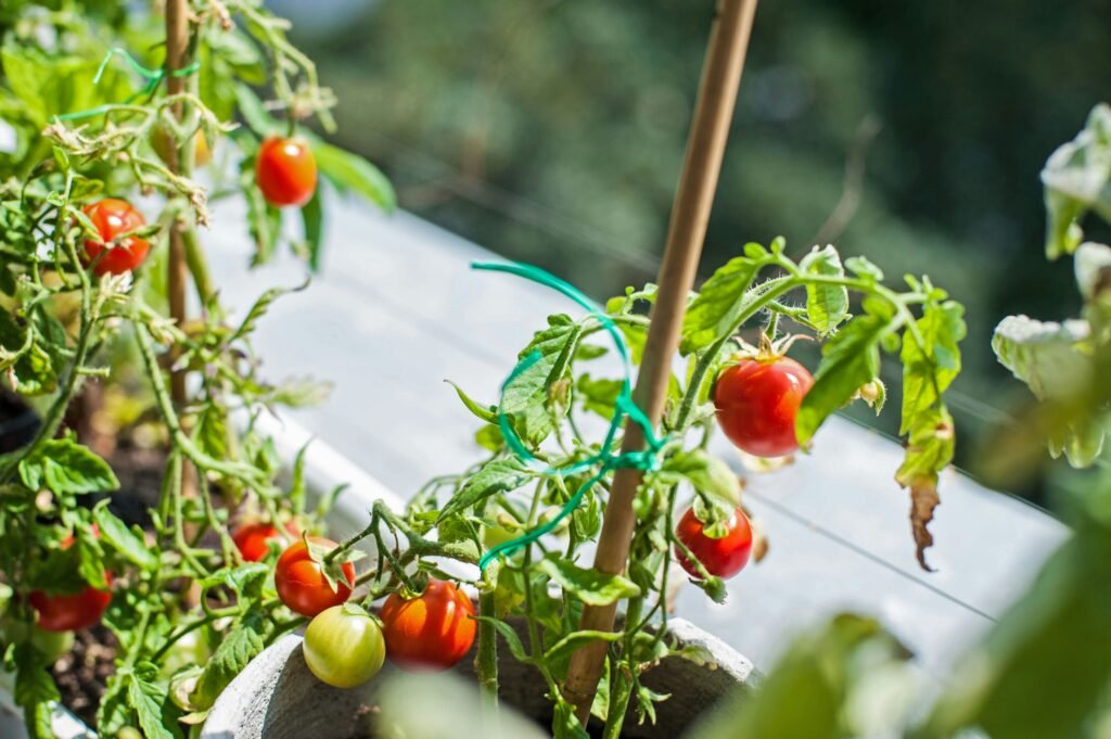 tomato plant in balcony garden
